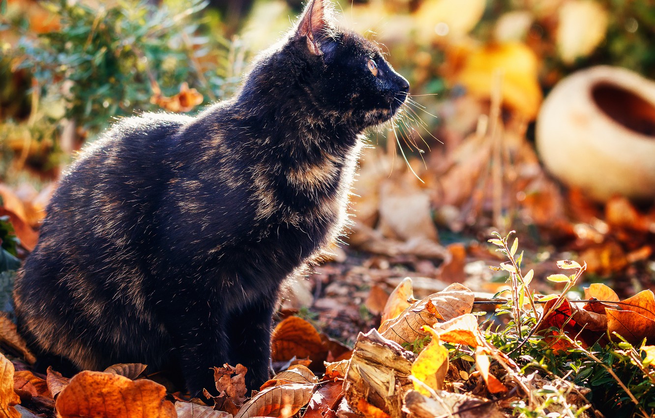 Black Cats Autumn Wallpapers Wallpaper Cave