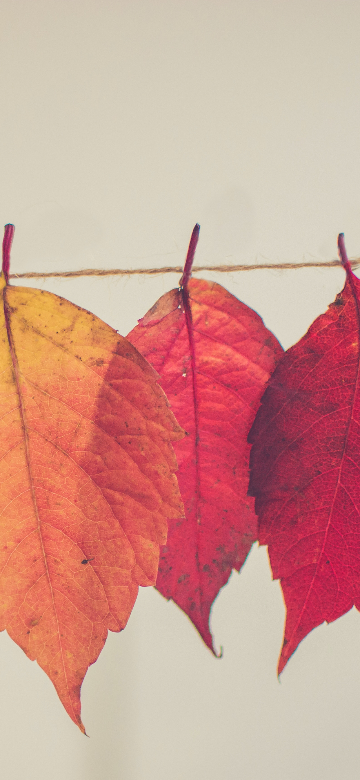 Thanksgiving Color Wallpapers Wallpaper Cave