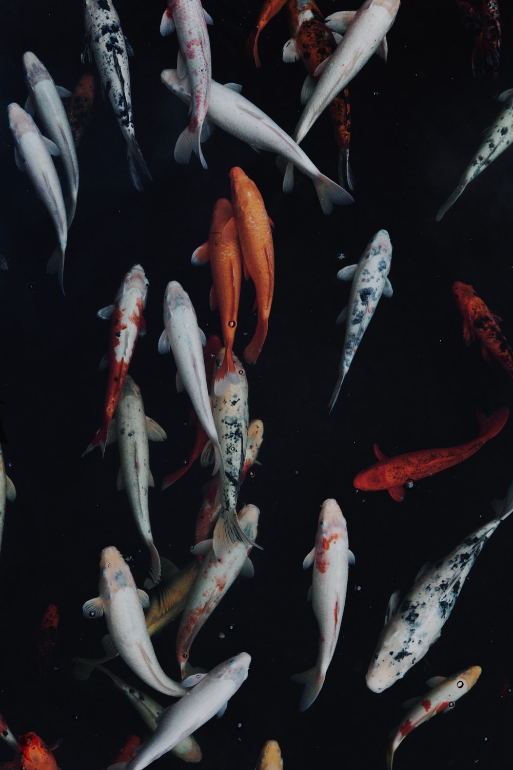 Koi Carp Wallpapers Wallpaper Cave