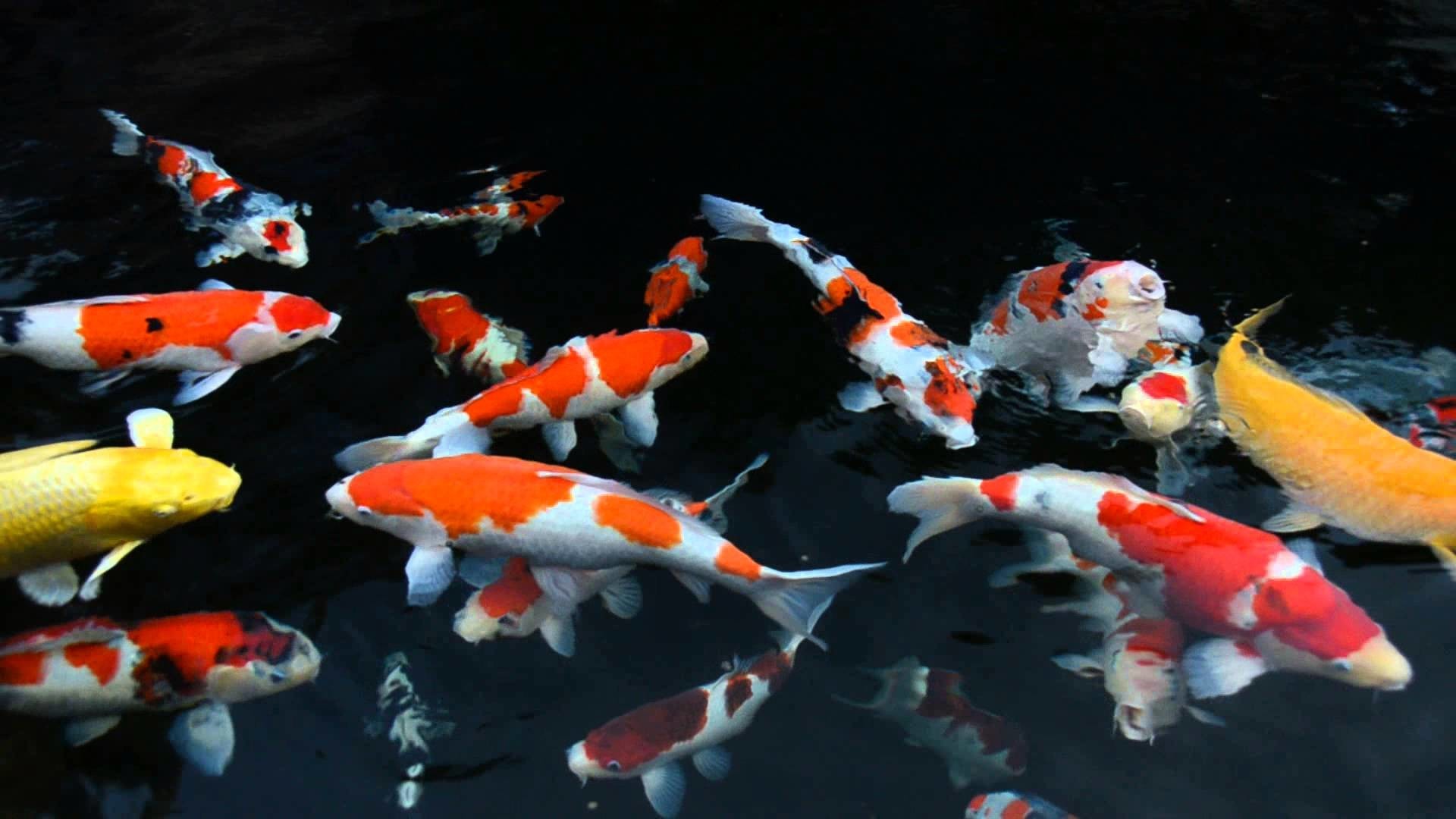 Koi Carp Wallpapers Wallpaper Cave
