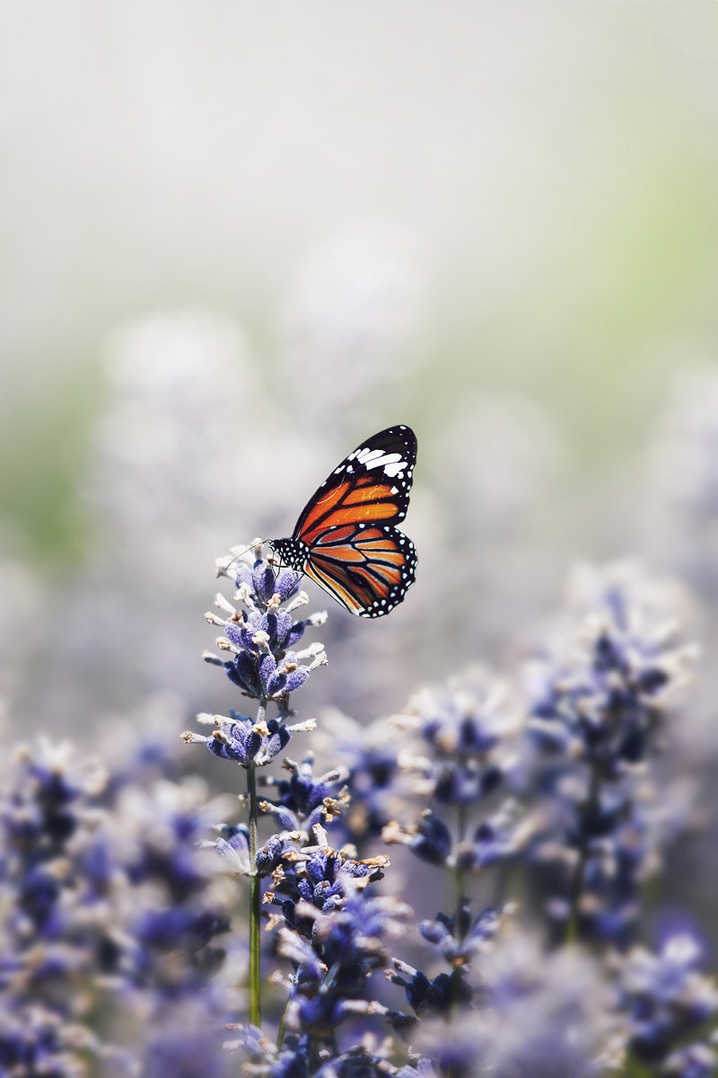 Flowers And Butterfly Aesthetic Wallpapers Wallpaper Cave