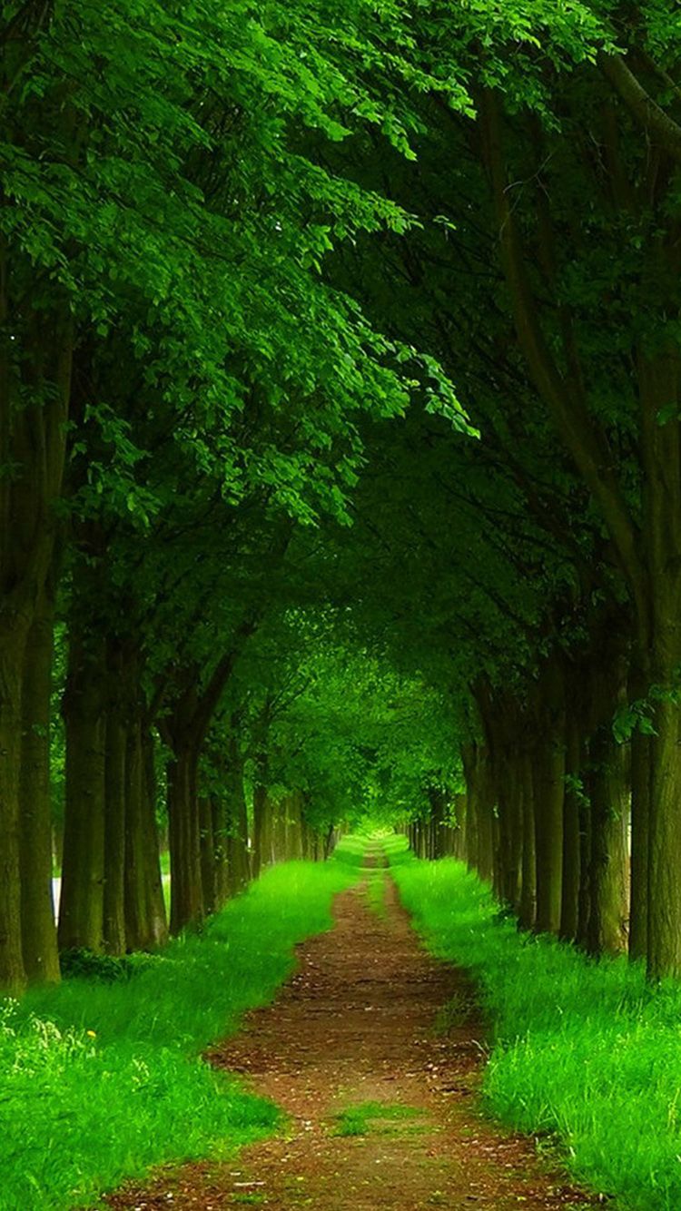 Spring Forest iPhone Wallpapers Wallpaper Cave