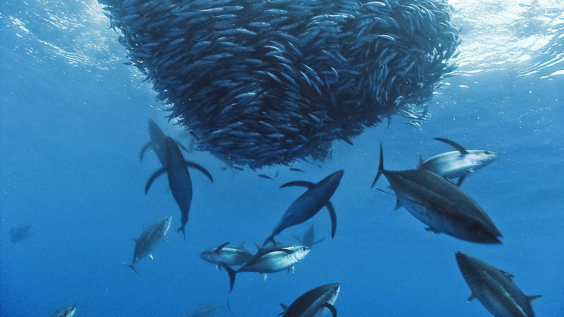 Tuna Fish Wallpapers Wallpaper Cave