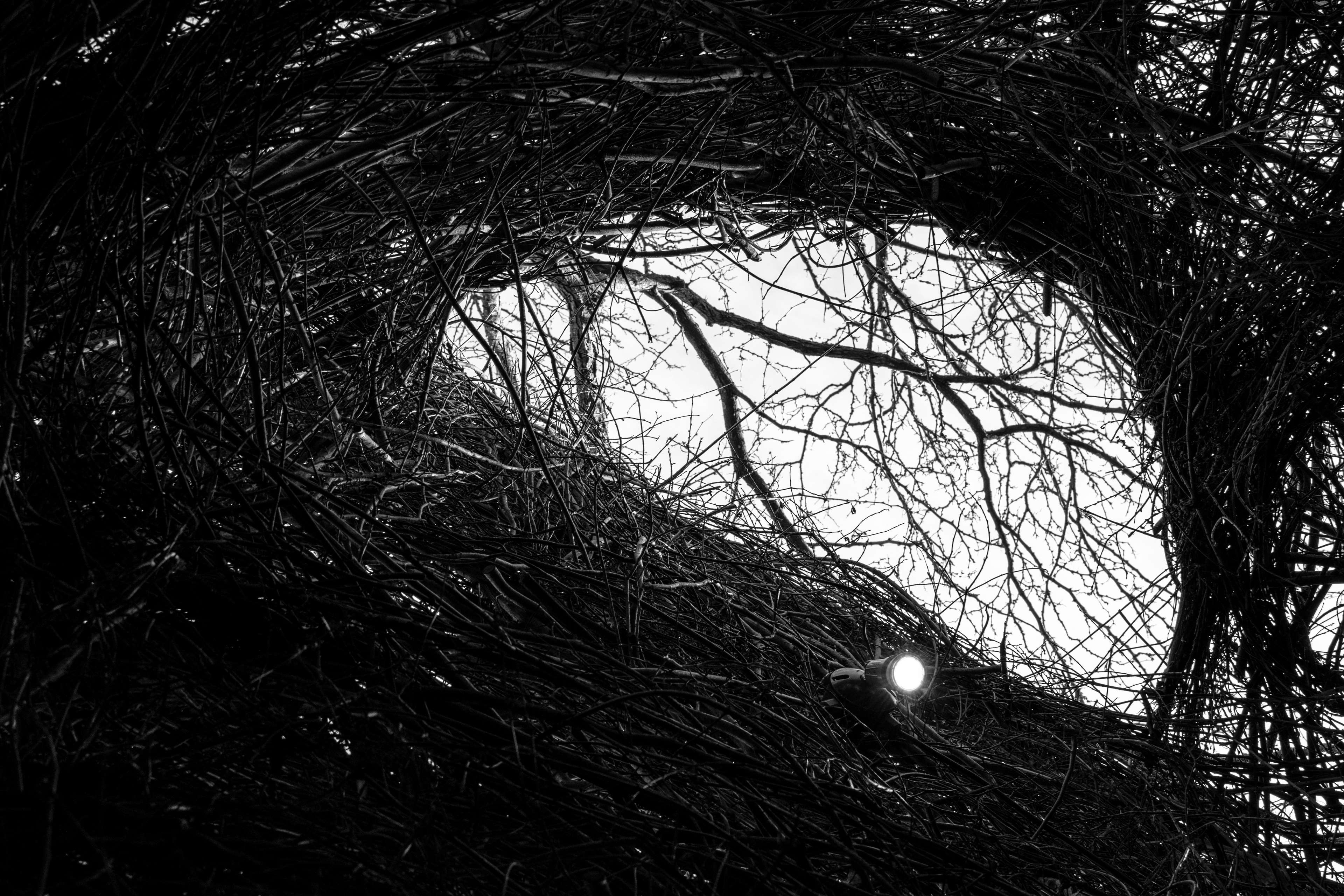 Black And White Tree 4k Wallpapers Wallpaper Cave