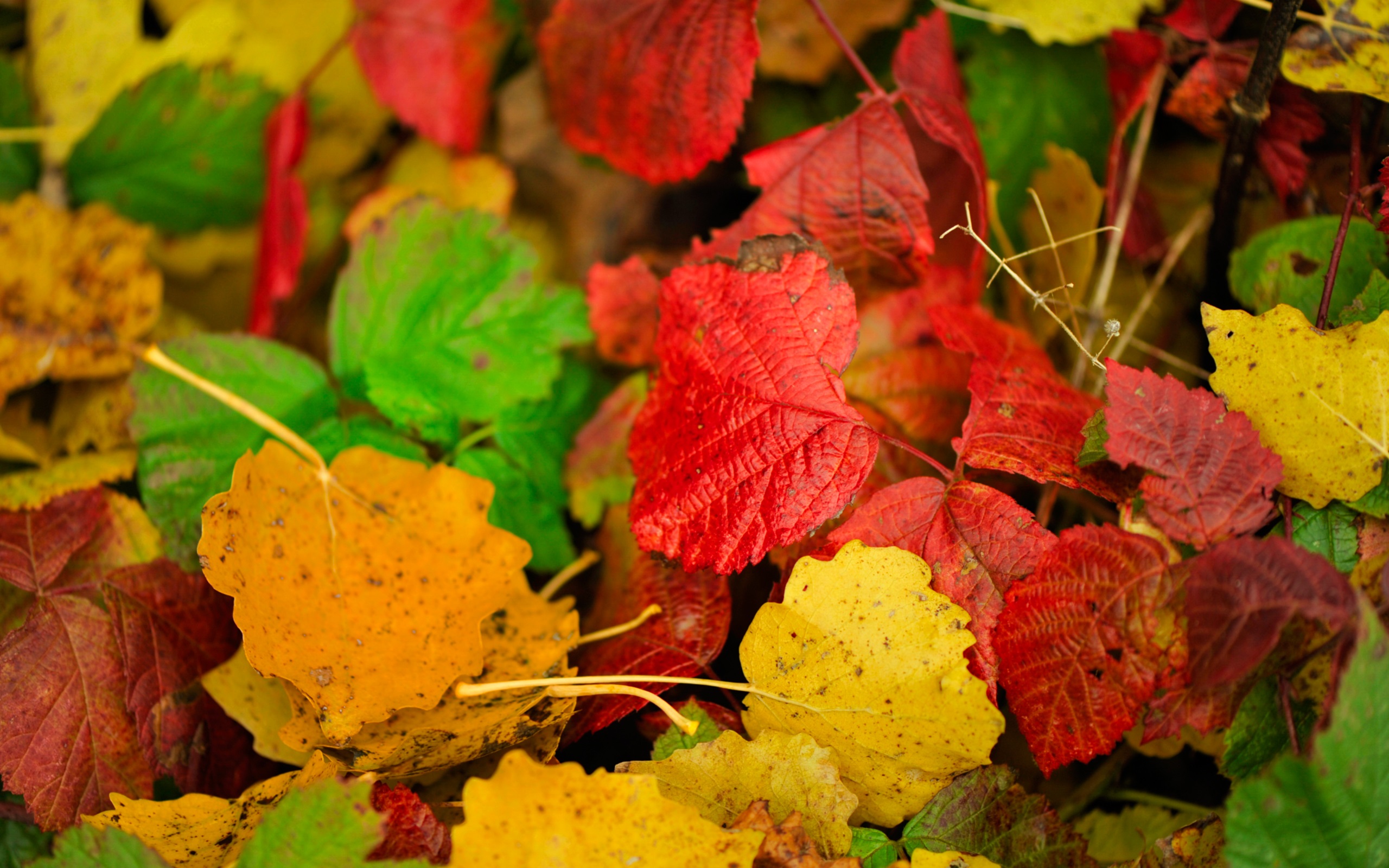 Red Yellow Green Autumn Leaves Wallpapers Wallpaper Cave