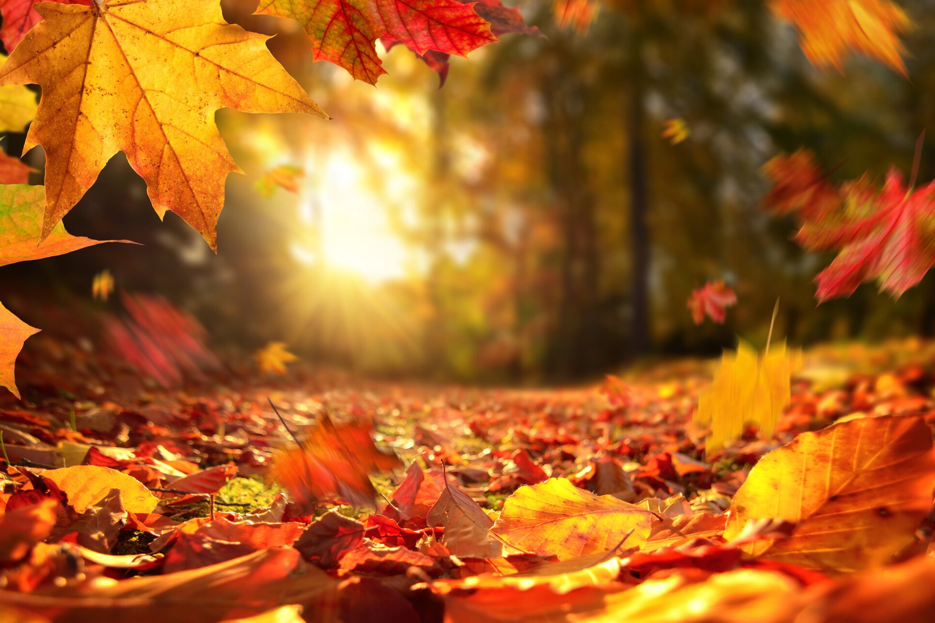 Fallen Leaves Wallpapers Wallpaper Cave