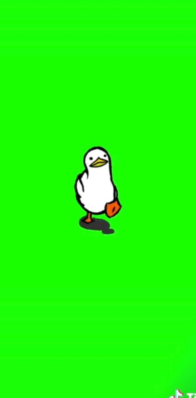 Walking Duck Wallpapers Wallpaper Cave