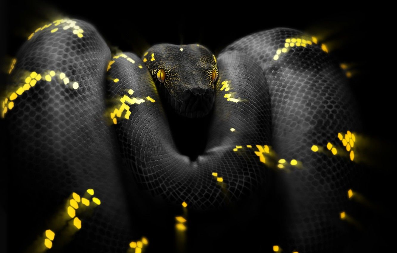 Python Snake Wallpapers Wallpaper Cave