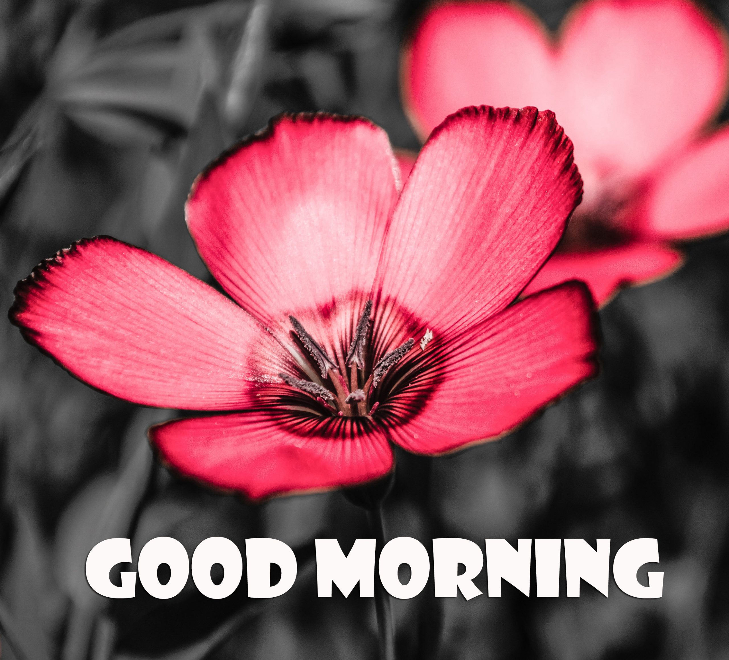 Good Morning Flowers HD Wallpapers Wallpaper Cave