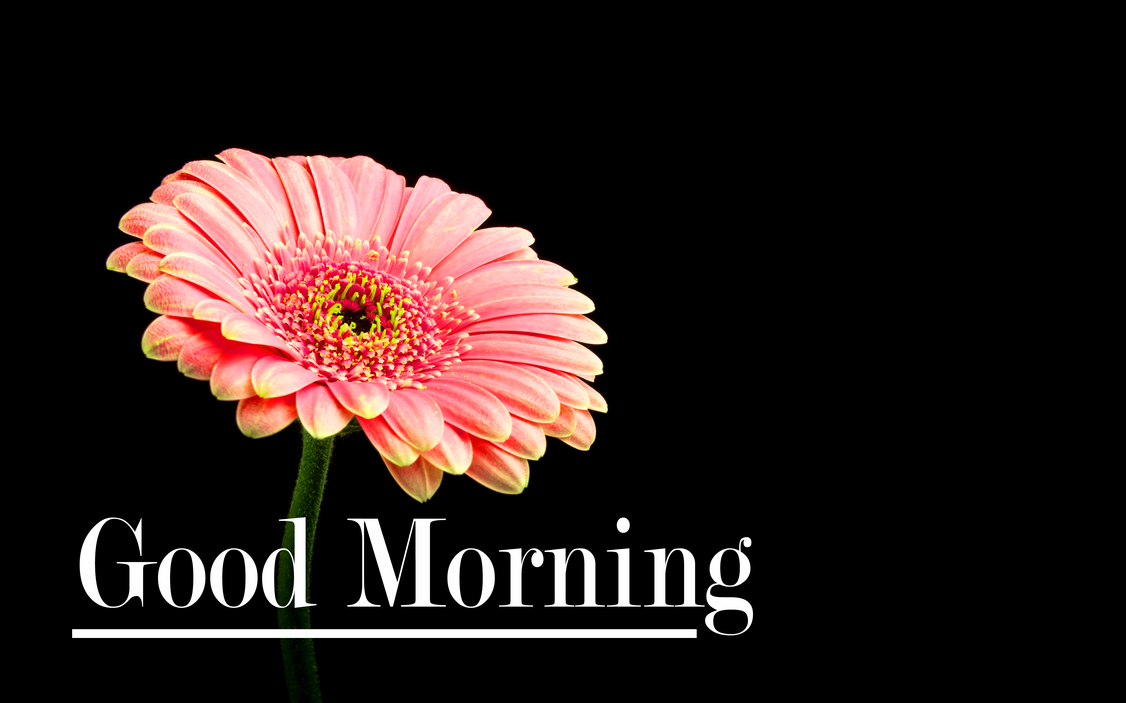 Good Morning Flowers HD Wallpapers Wallpaper Cave