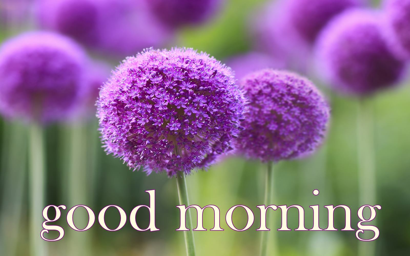 Good Morning Flowers HD Wallpapers Wallpaper Cave