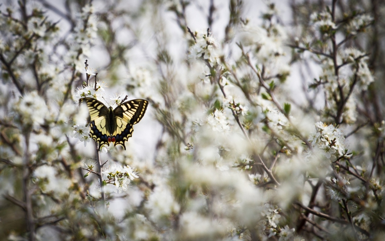 Winter Butterflies Wallpapers Wallpaper Cave