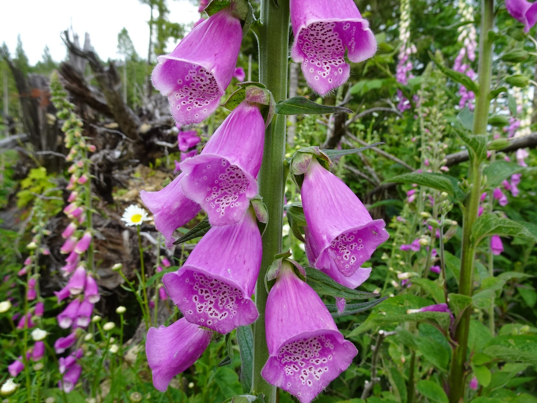 Digitalis Thapsi Wallpapers Wallpaper Cave