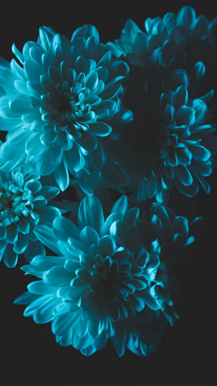 Teal Flowers Wallpapers Wallpaper Cave