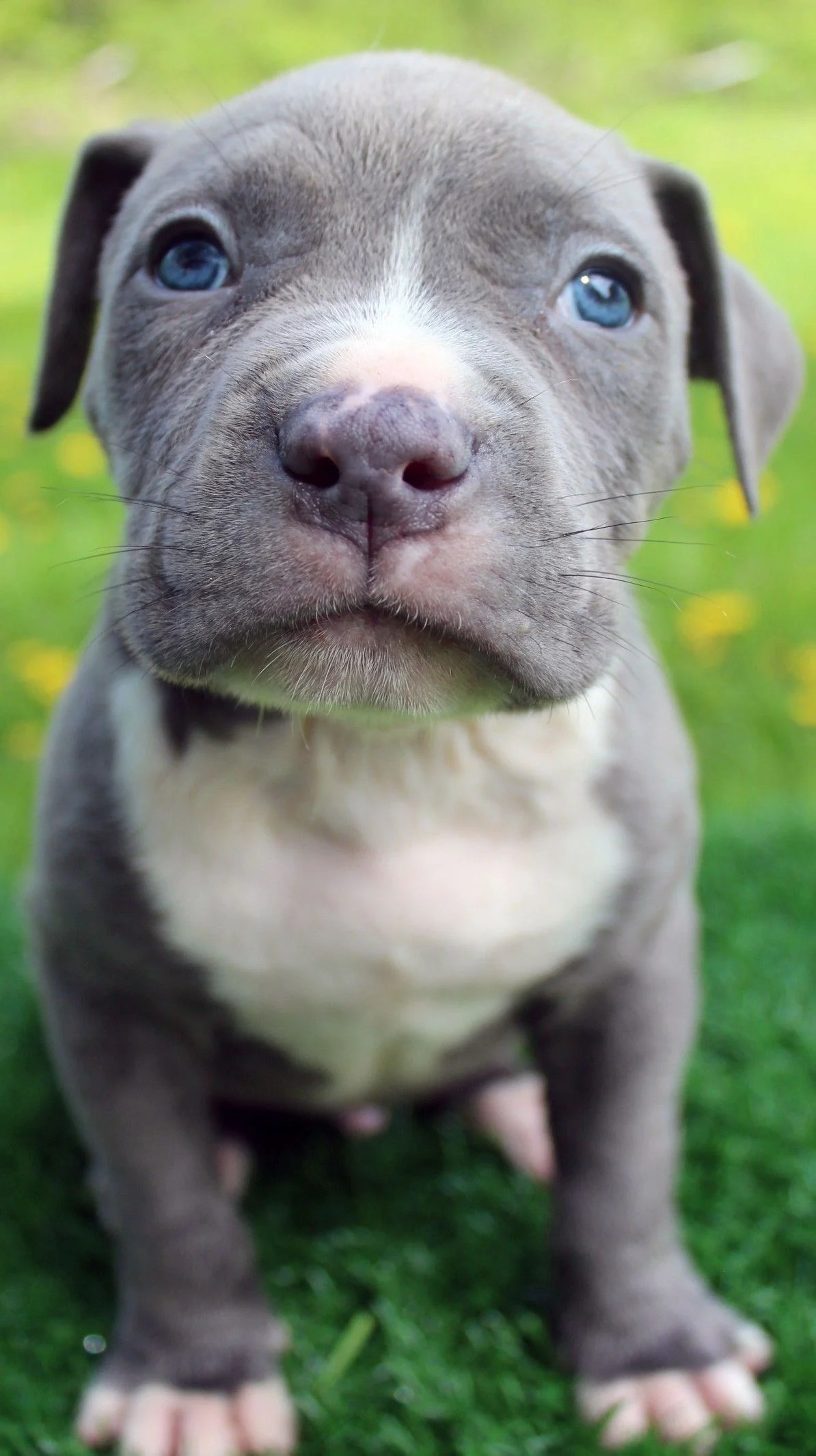 Blue Pitbull Wallpapers Wallpaper Cave
