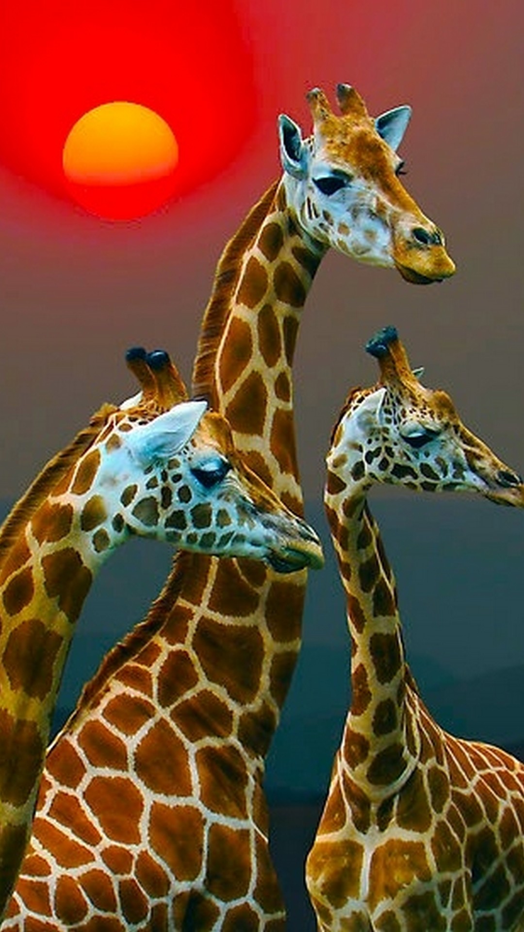 Cute Giraffe Iphone Wallpaper