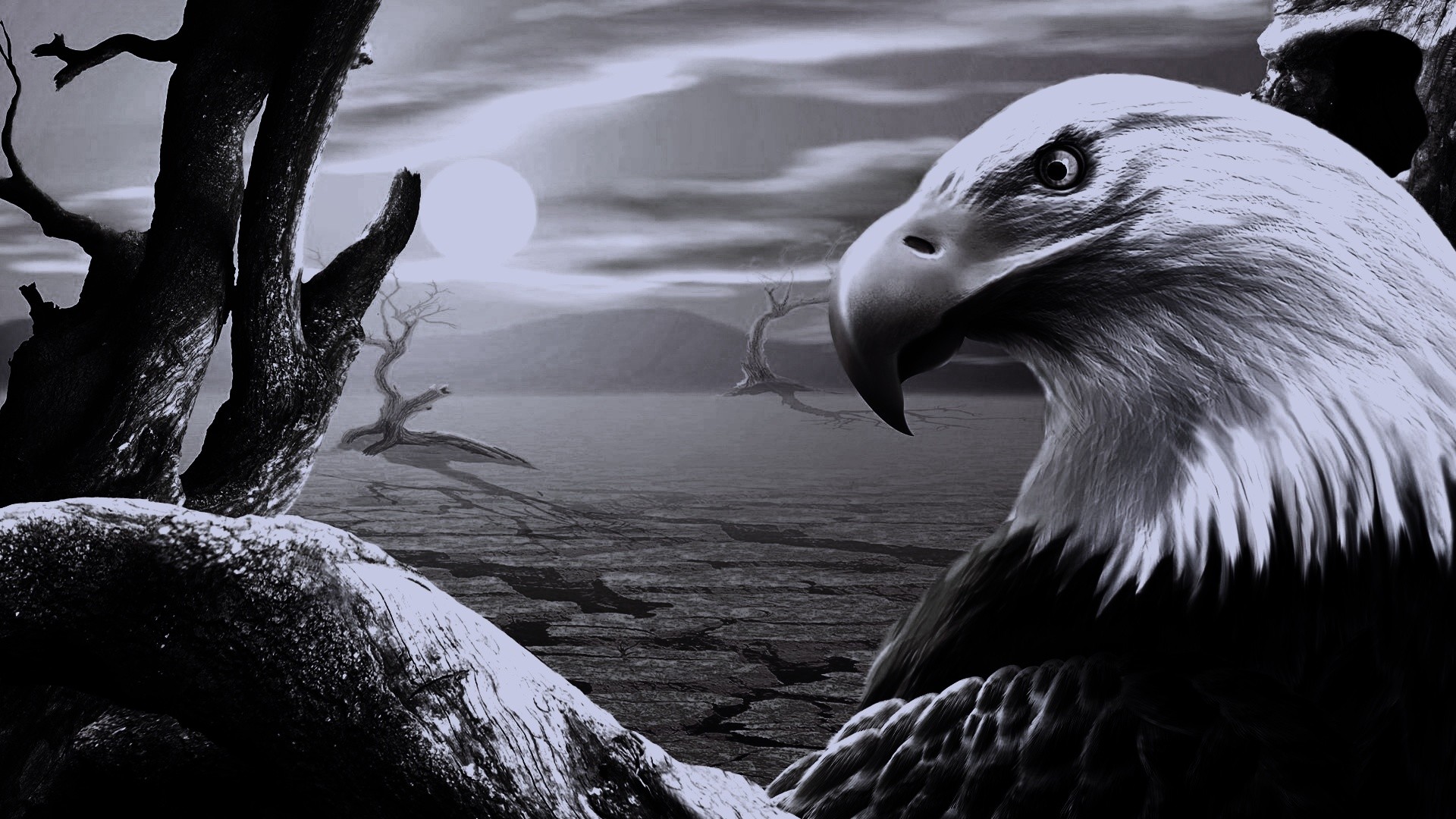 Eagle Black Wallpapers Wallpaper Cave