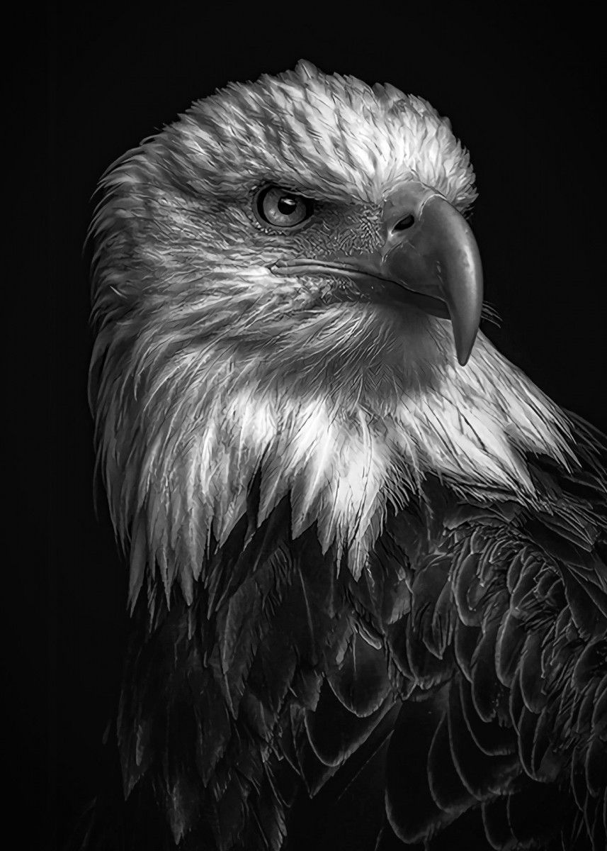 Dark Eagle Wallpapers Wallpaper Cave