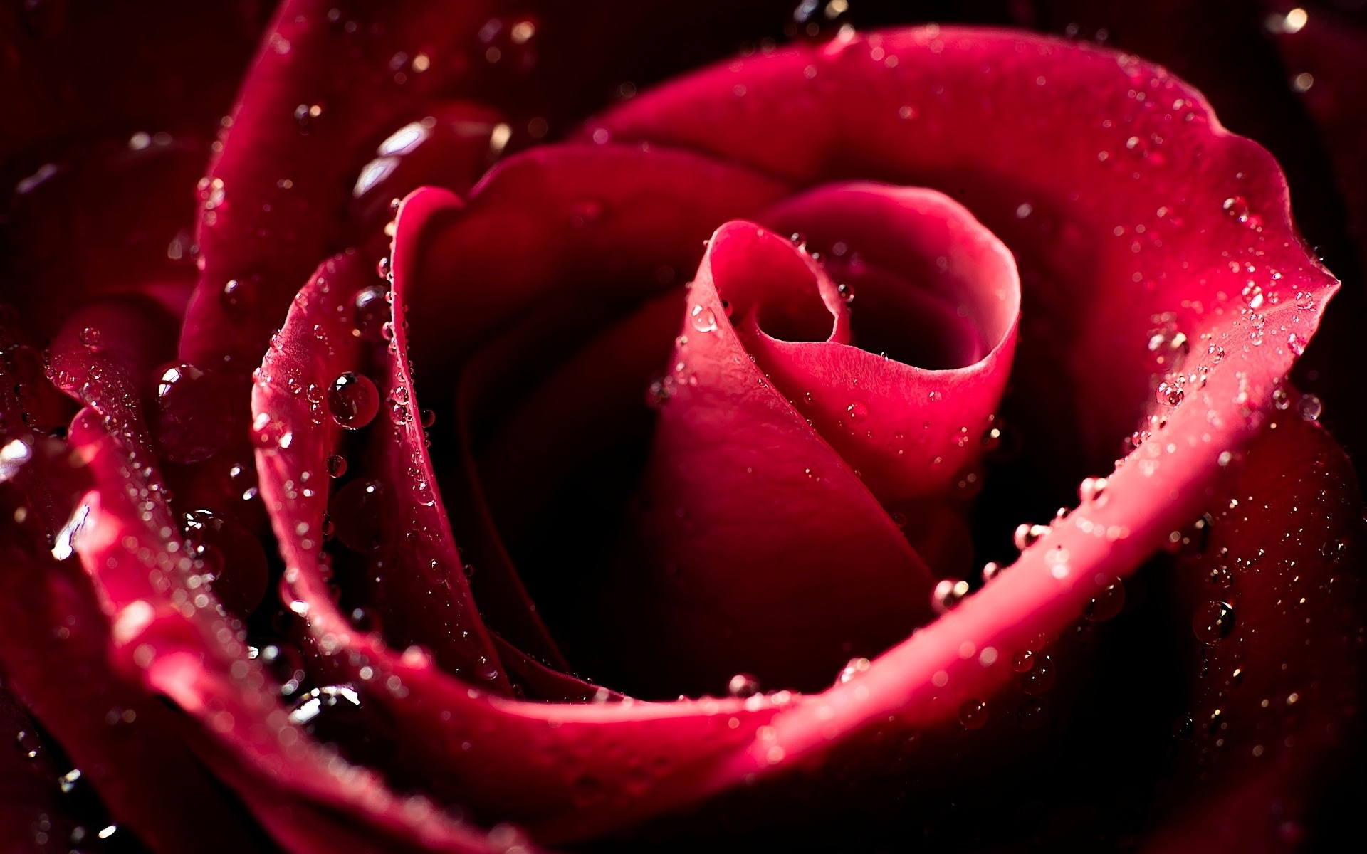 Rose Water Wallpapers Wallpaper Cave