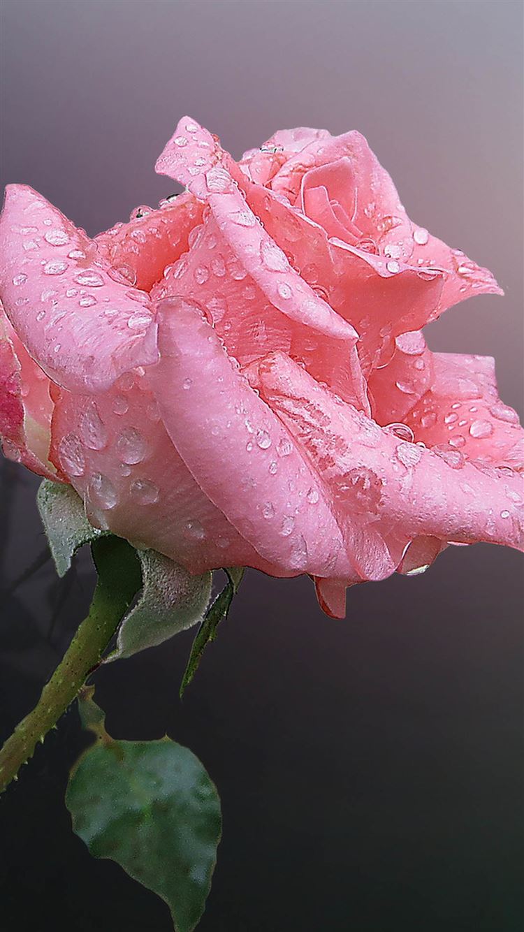 Rose Water Wallpapers Wallpaper Cave