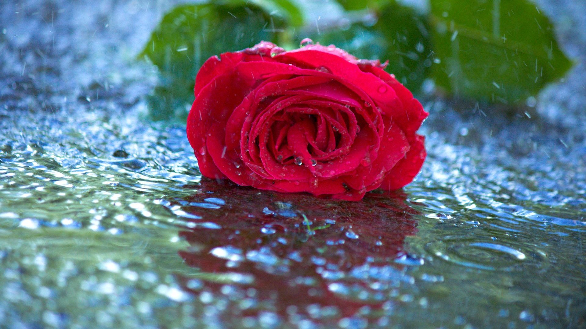 Rose Water Wallpapers Wallpaper Cave