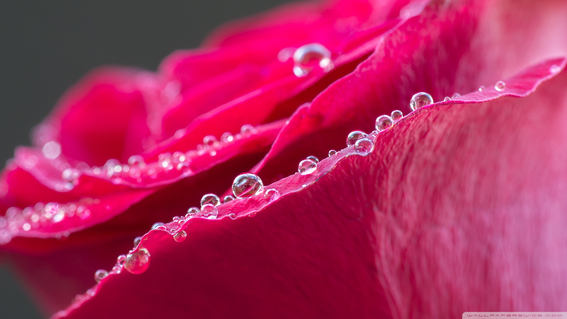 Rose Water Wallpapers Wallpaper Cave