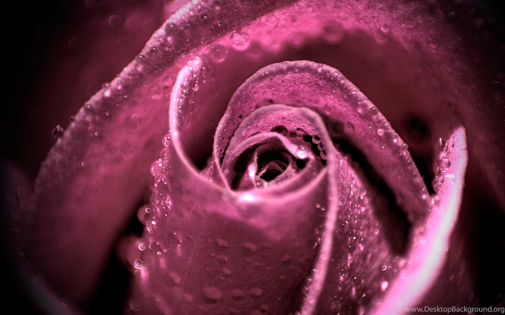 Rose Water Wallpapers Wallpaper Cave