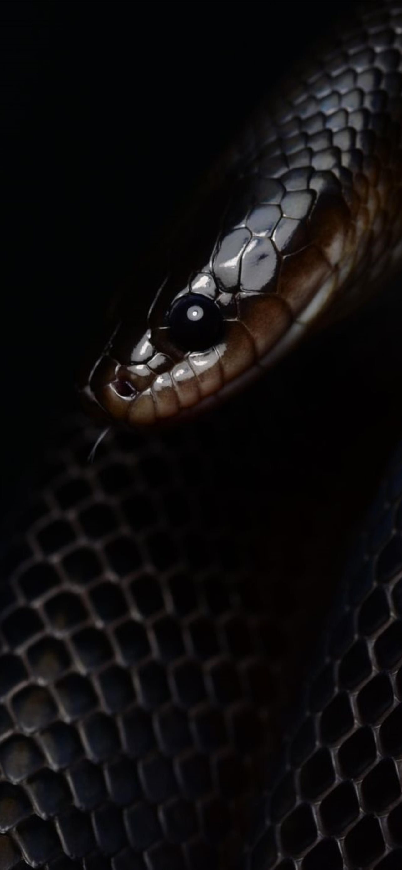 Snake Art iPhone Wallpapers Wallpaper Cave