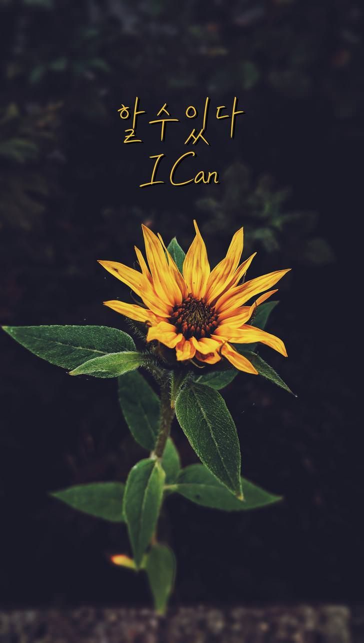 Korean Language Wallpapers Wallpaper Cave