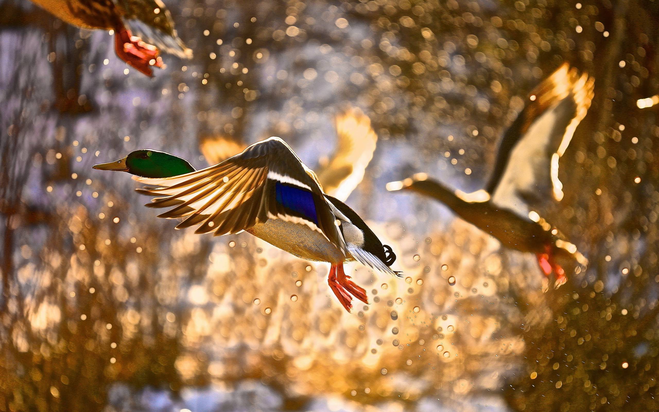 Mallard Duck Wallpapers Wallpaper Cave
