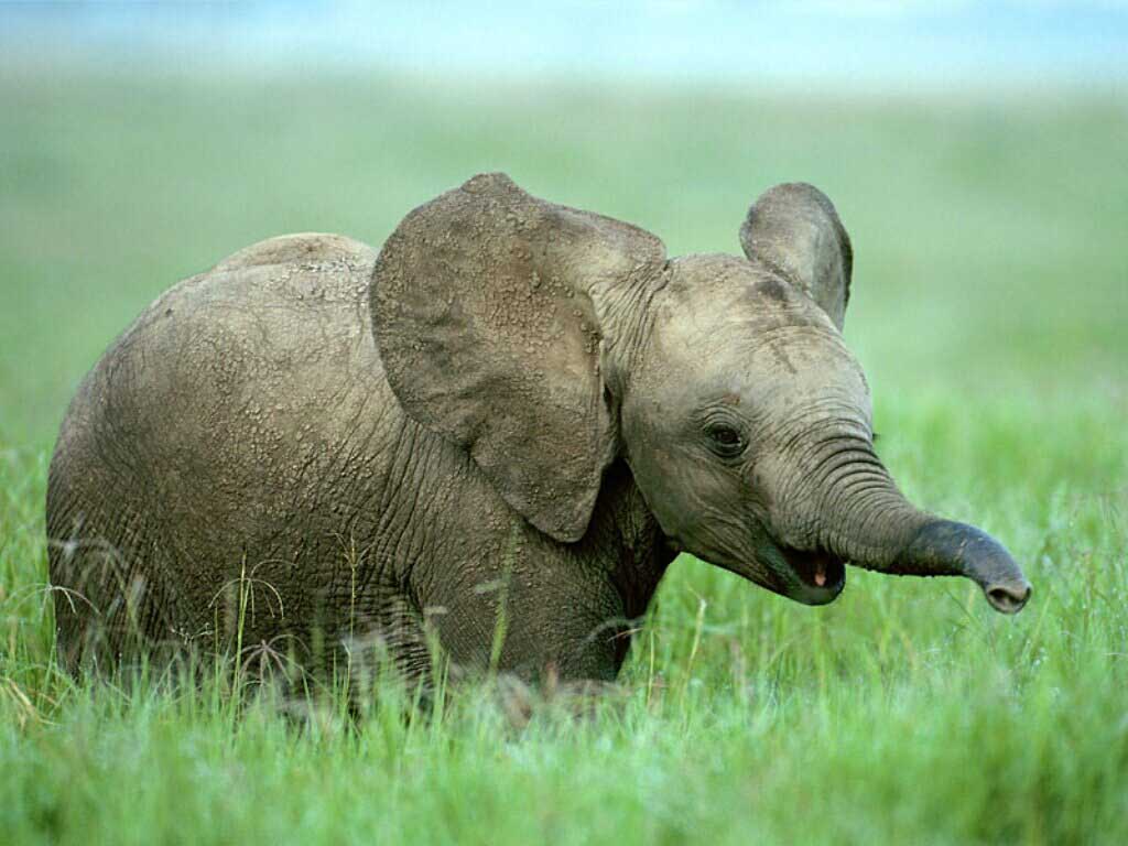Baby Elephant Wallpapers Wallpaper Cave