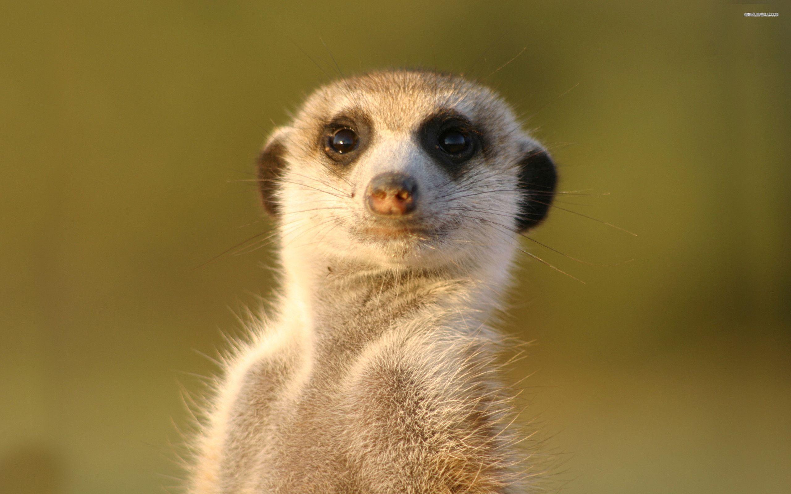 Meerkat Wallpapers Wallpaper Cave