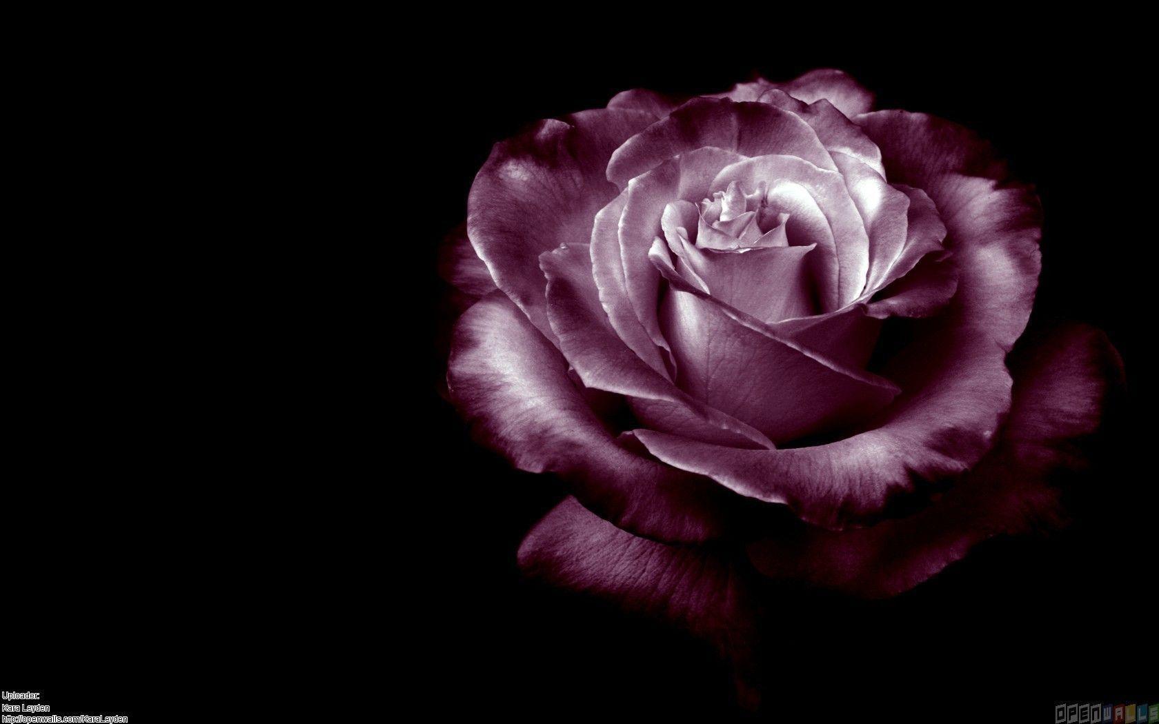 Purple Roses Wallpapers Wallpaper Cave