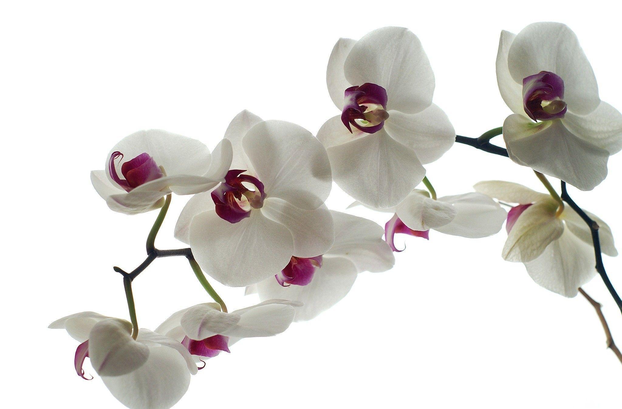 White Orchid Wallpapers Wallpaper Cave