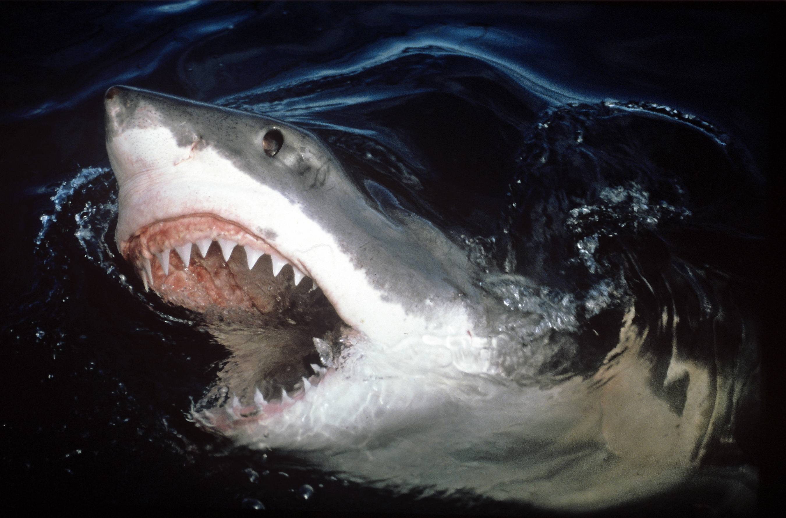 Great White Wallpapers Wallpaper Cave