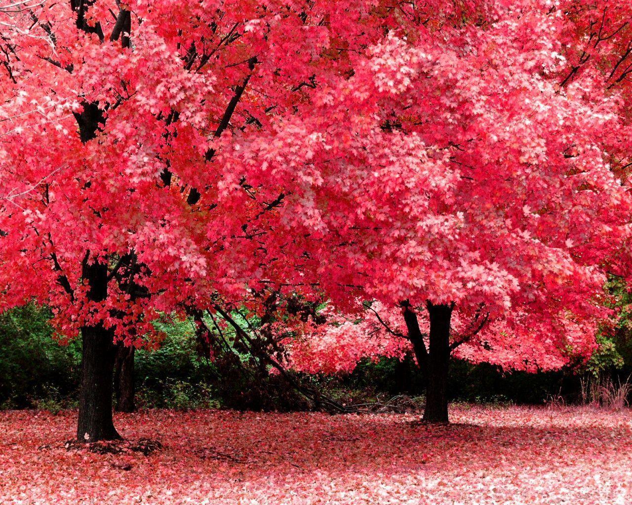 Pink Tree Wallpapers Wallpaper Cave