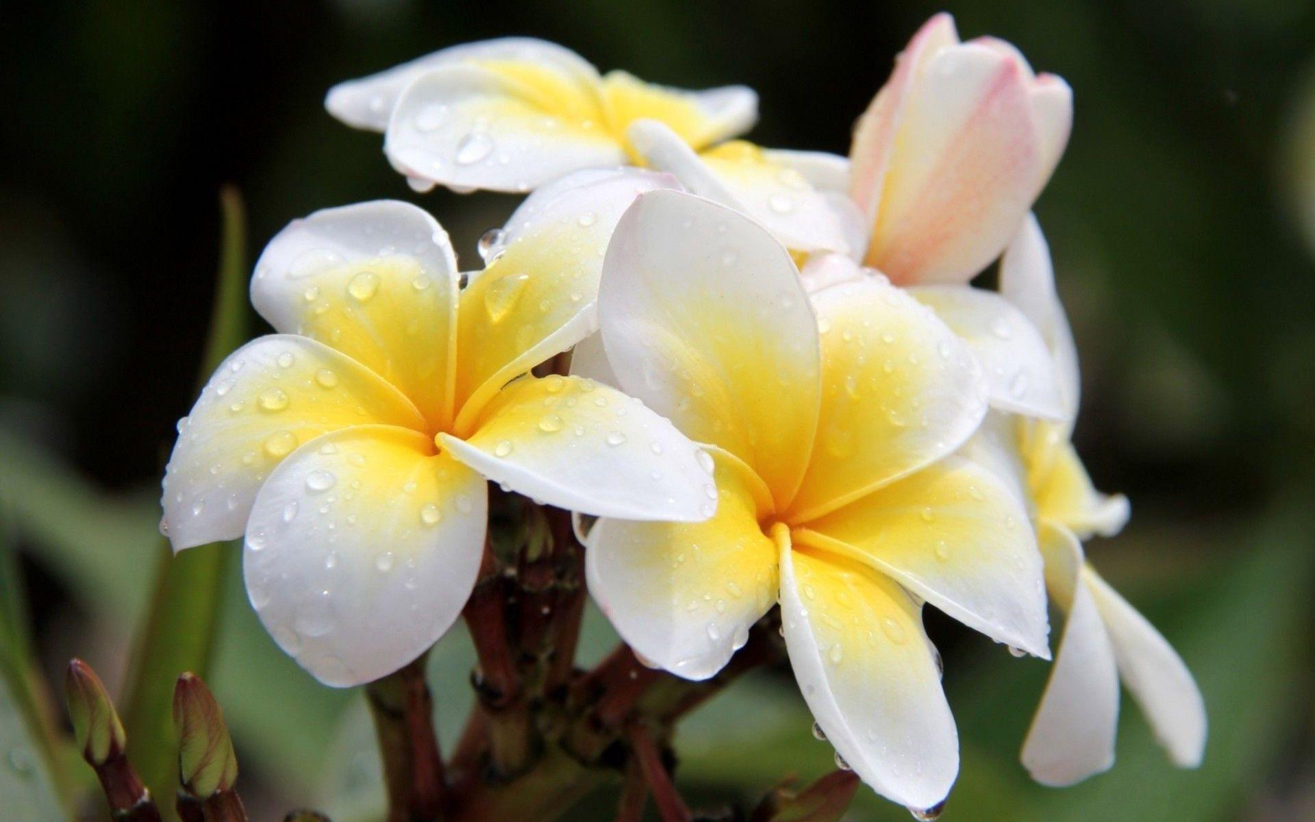 Plumeria Wallpapers Wallpaper Cave