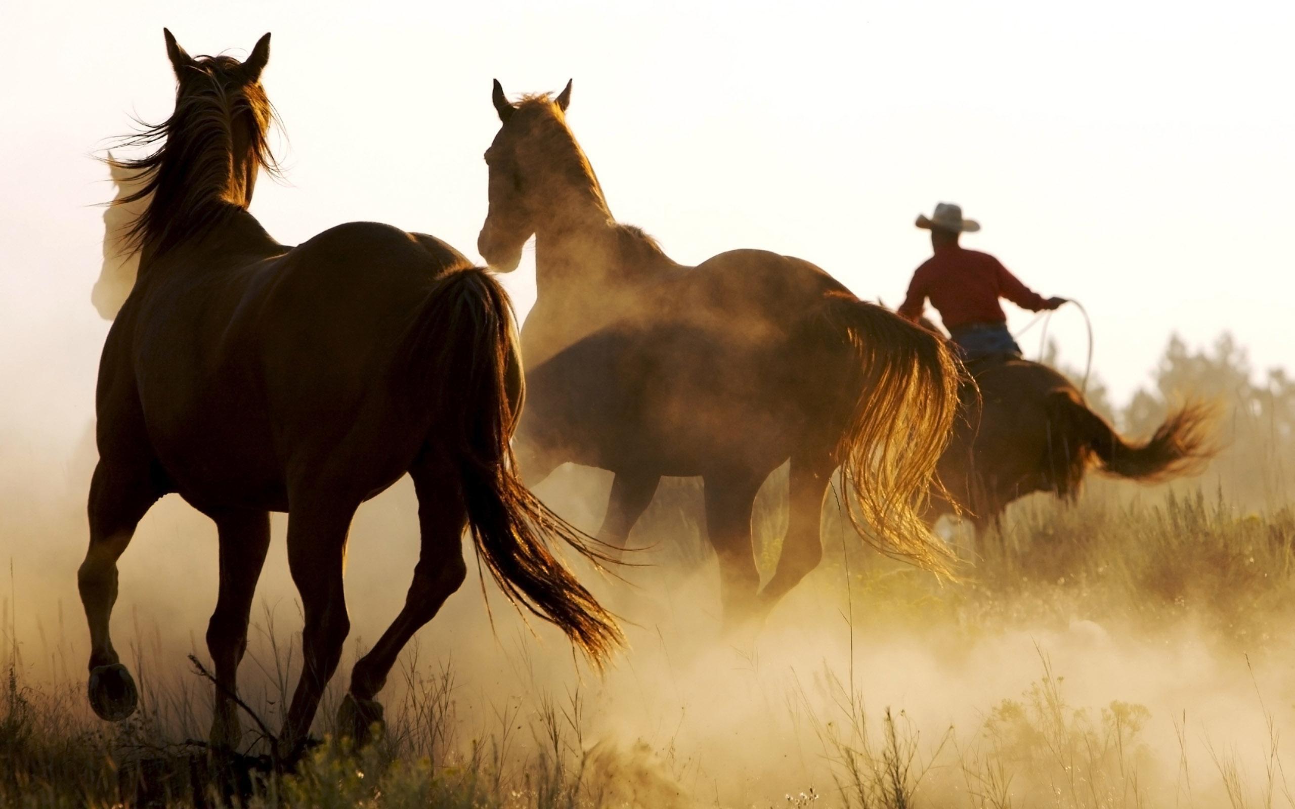 Rodeo Wallpapers Wallpaper Cave