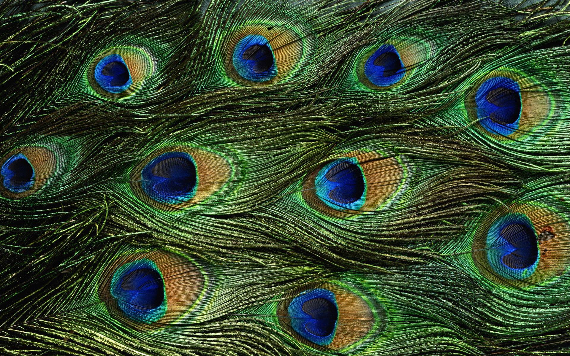 Wallpapers Of Peacock Feathers HD 2015 Wallpaper Cave