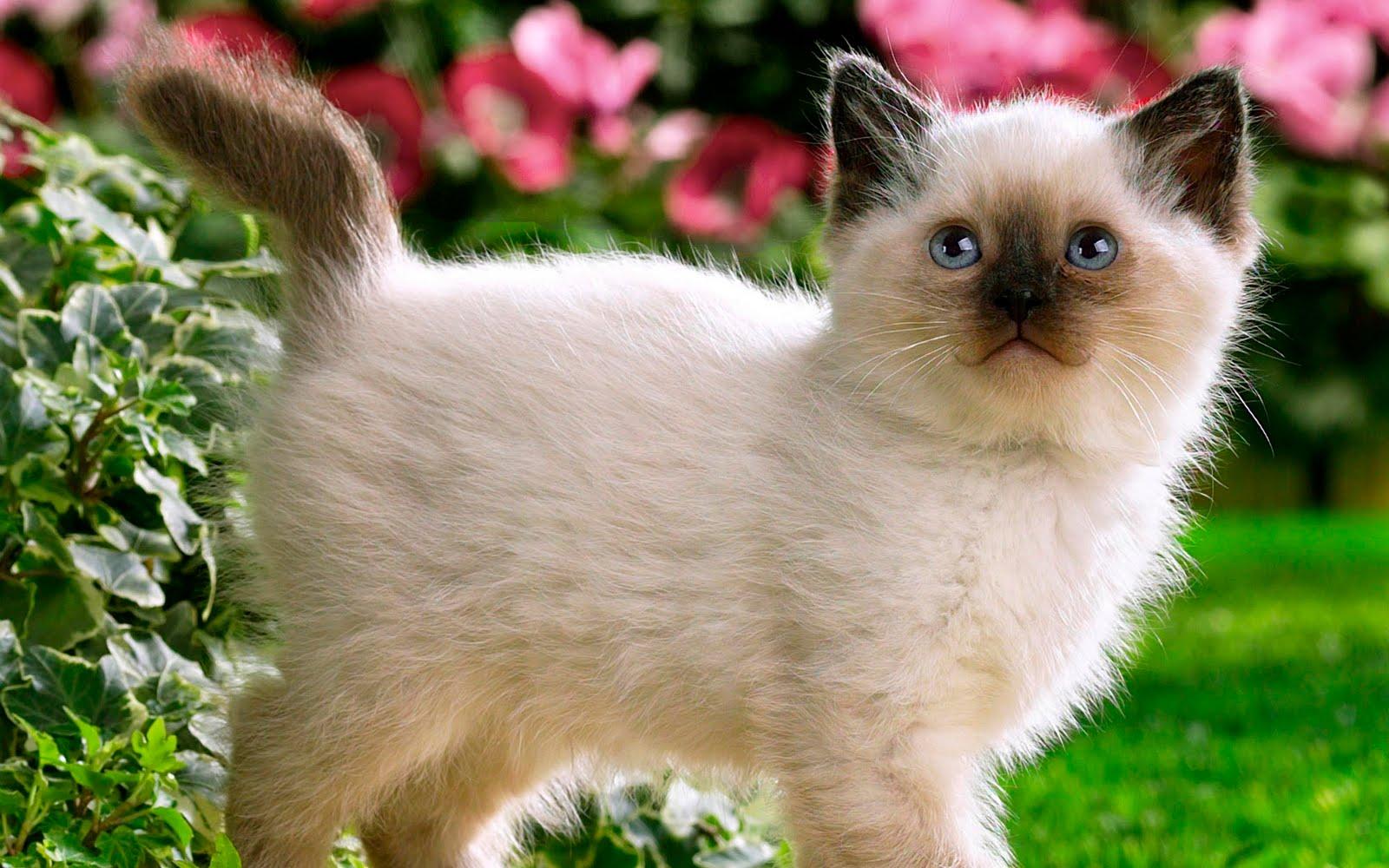 Siamese Kitten Wallpapers Wallpaper Cave