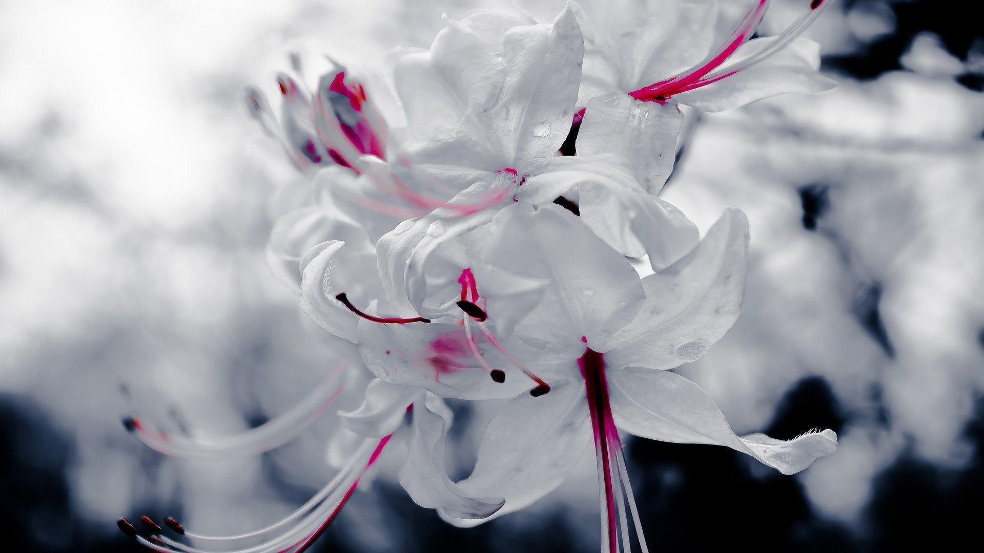 Download 73 Wallpaper White Floral Foto Gratis Terbaru Posts.id