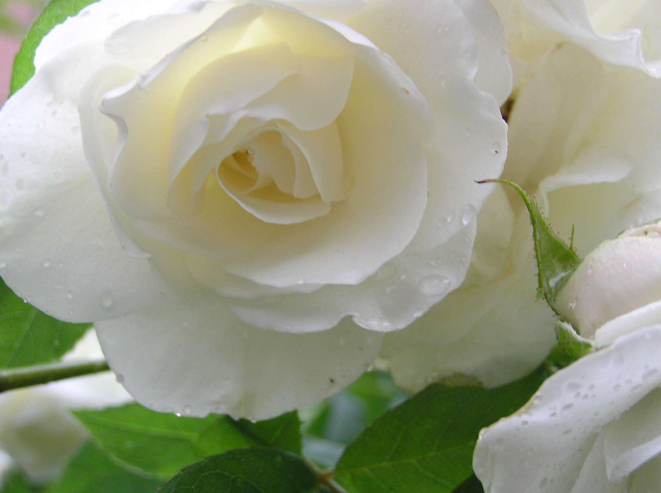 White Roses Wallpapers Wallpaper Cave