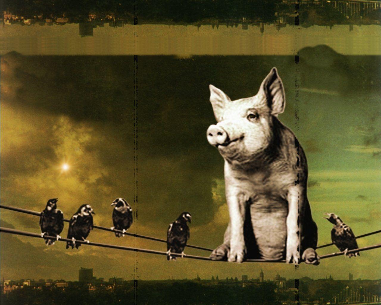 Pink Floyd Animals Wallpapers Wallpaper Cave