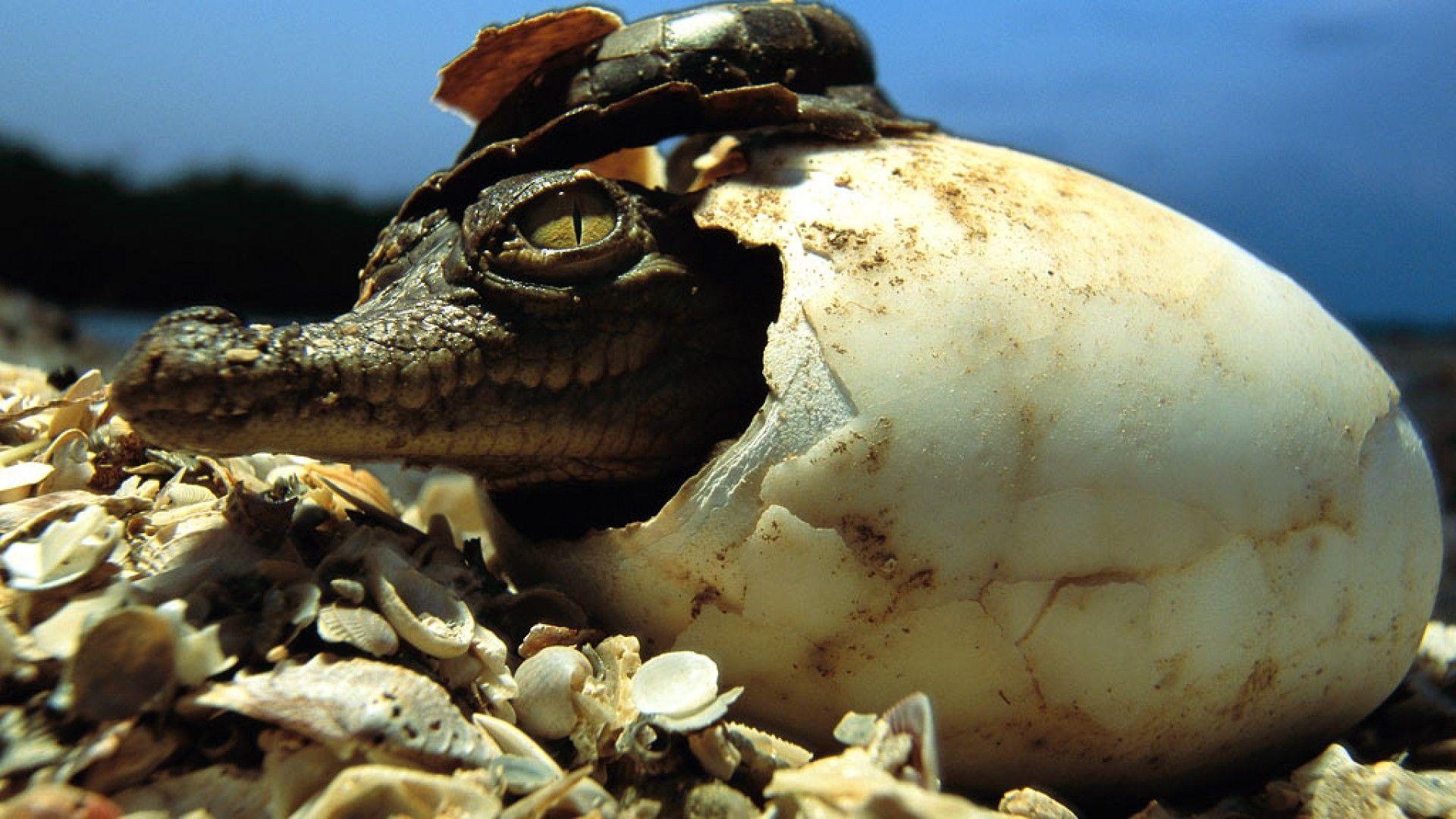 Crocodile Wallpapers Wallpaper Cave