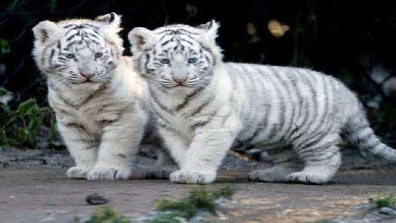 White Tiger Cubs Wallpapers Wallpaper Cave
