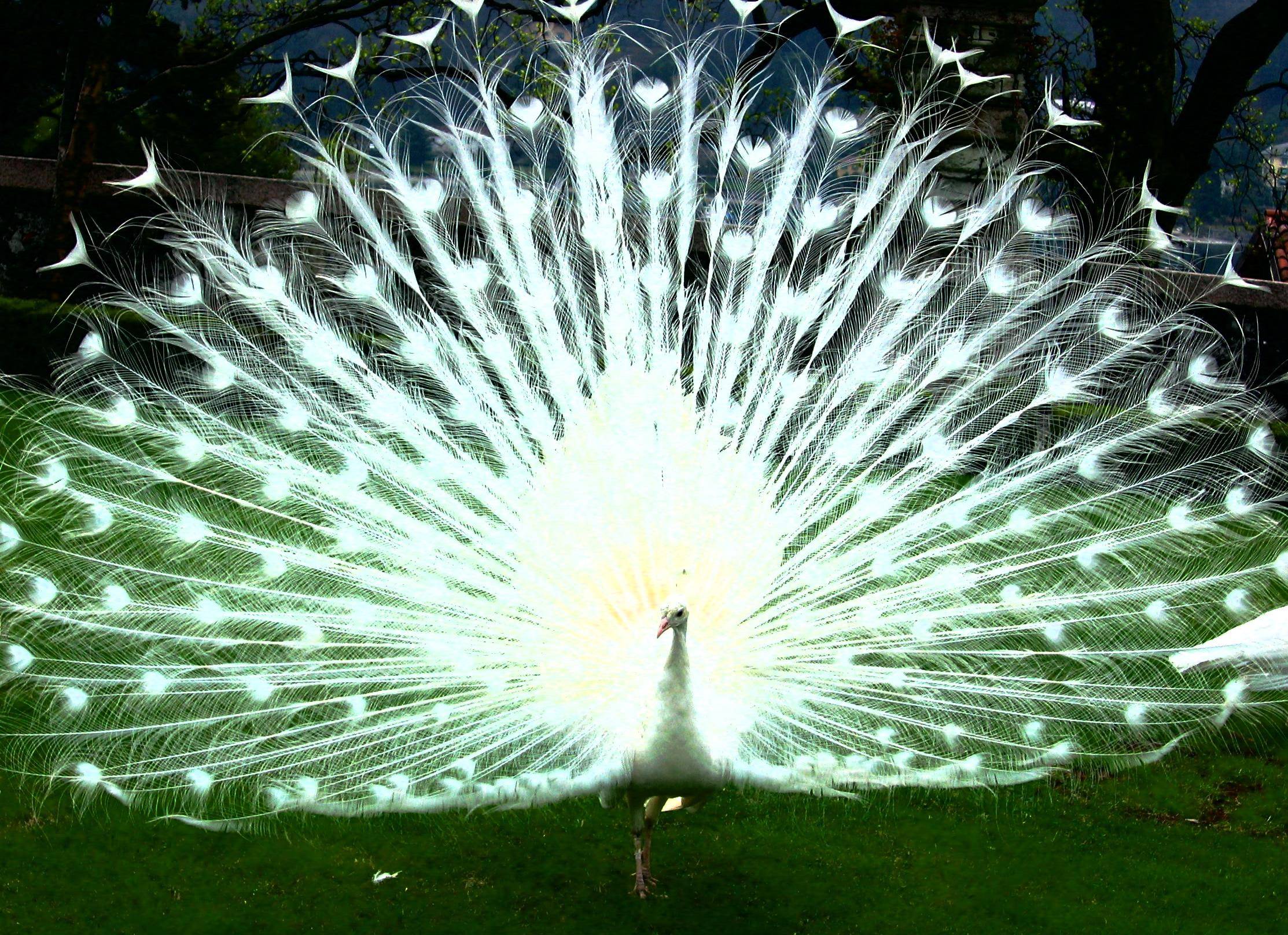 White Peacock Wallpapers Wallpaper Cave