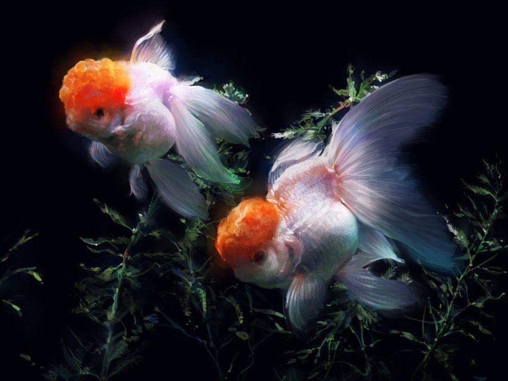 Gold Fish Wallpapers Wallpaper Cave