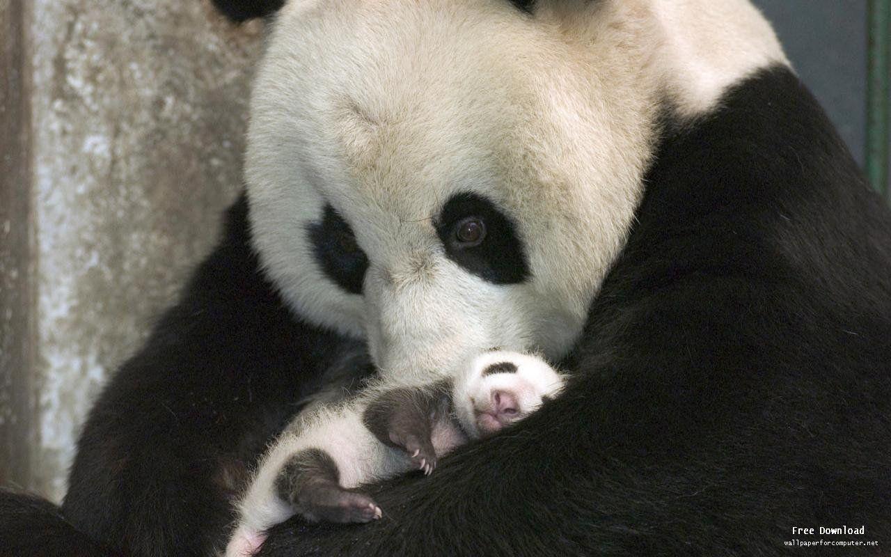 Baby Panda Wallpapers Wallpaper Cave