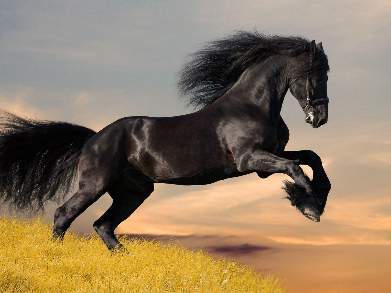Black Horse Wallpapers Wallpaper Cave