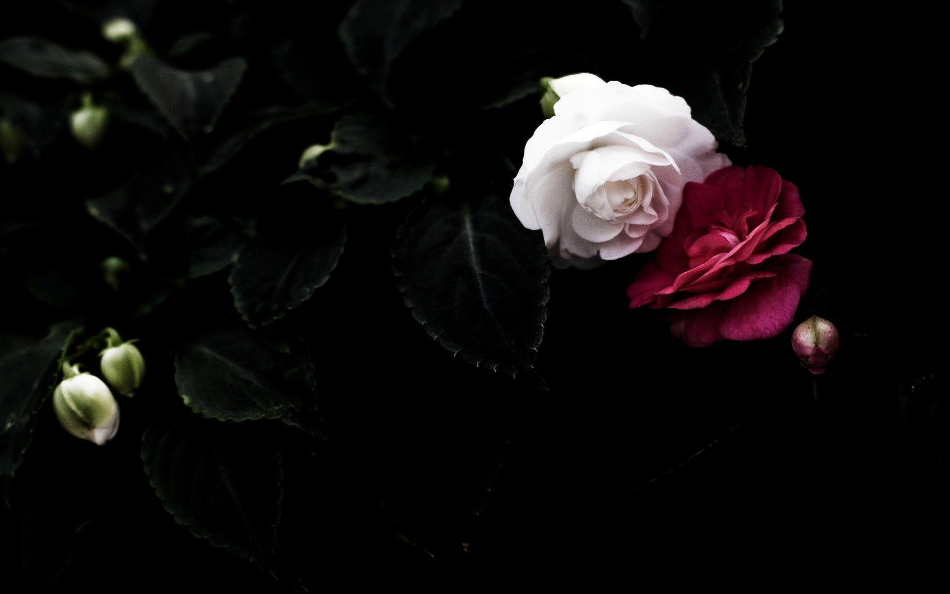 Wallpapers Black Rose Wallpaper Cave